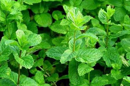 薄荷种植技术及亩收益,薄荷种植田间管理技术