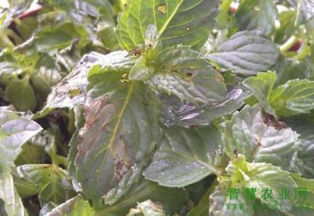 薄荷种植技术及亩收益,薄荷种植田间管理技术