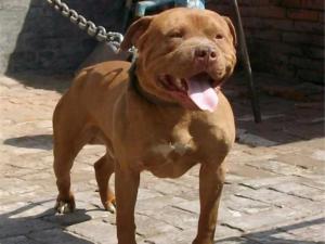 带你了解比特币原始人,带你了解真正的比特犬