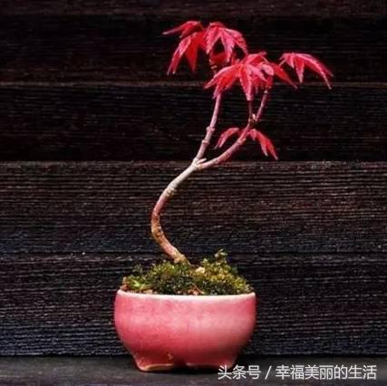 红枫树盆栽怎样摘叶,红枫盆景如何修剪视频教程大全