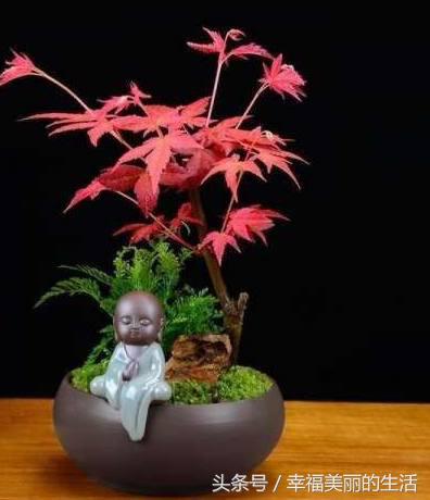 红枫树盆栽怎样摘叶,红枫盆景如何修剪视频教程大全