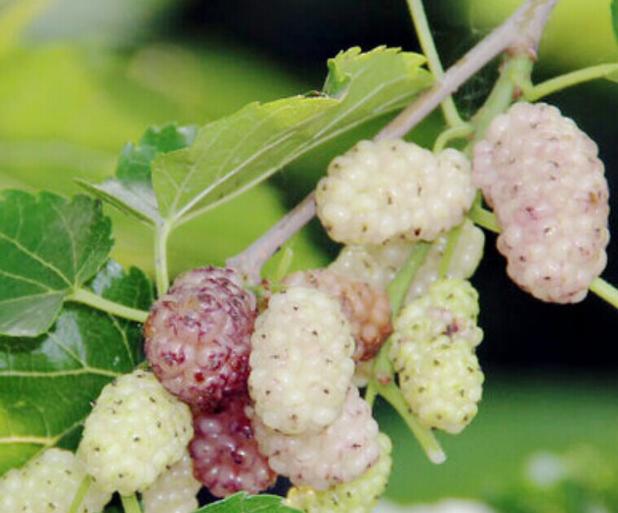 桑树白果病菌核病防治方法,桑葚菌核病用什么药治疗最好