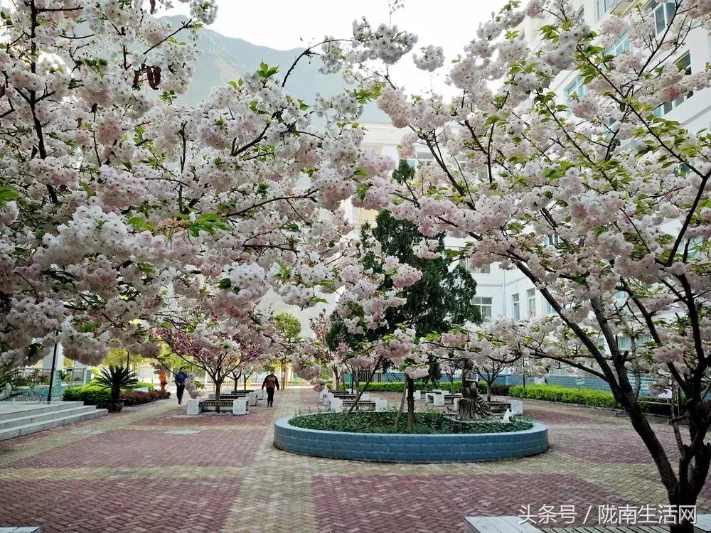 文县一中表彰会,文县一中在甘肃省高中排名