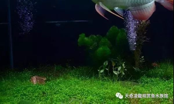 龙鱼和草缸怎么玩？用手玩！