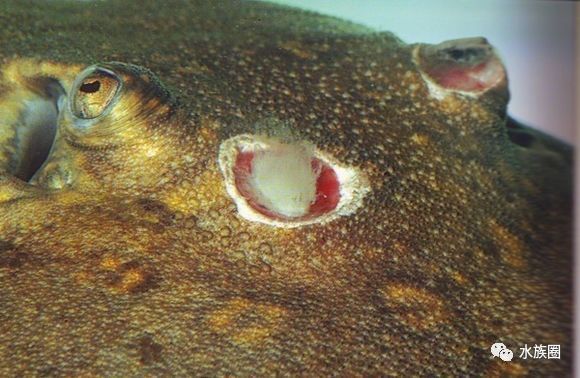 魟鱼养殖技术视频大全,魟鱼饲养入门