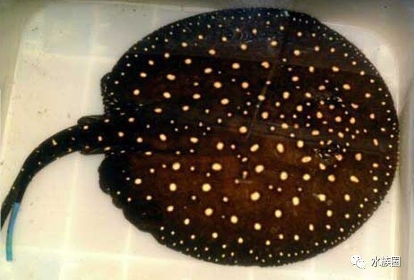 魟鱼养殖技术视频大全,魟鱼饲养入门