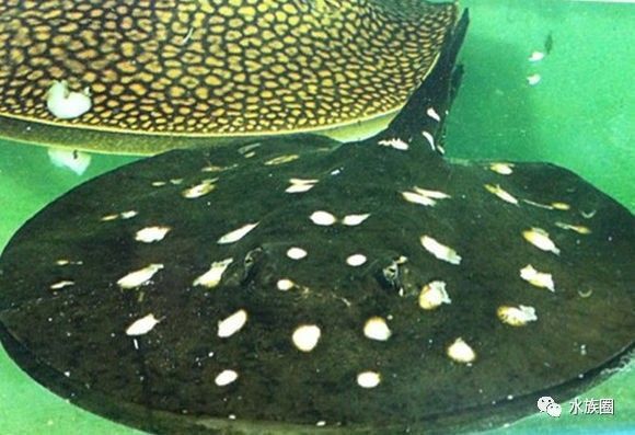 魟鱼养殖技术视频大全,魟鱼饲养入门