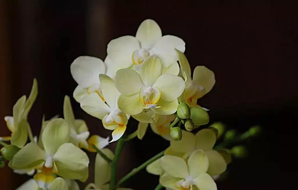 选花技巧和方法,各种花的养花技巧和方法