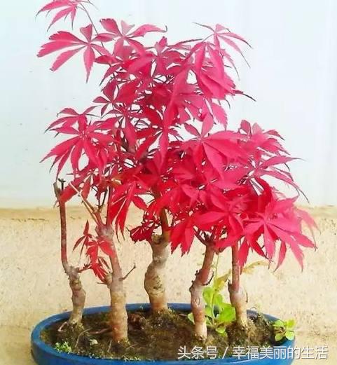 红枫树盆栽怎样摘叶,红枫盆景如何修剪视频教程大全