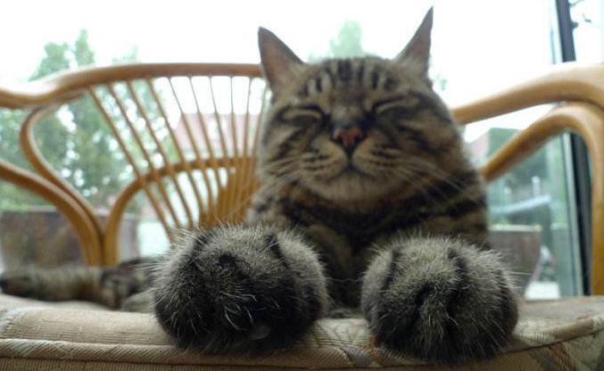 喵星人的江湖完整版,猫的江湖地位