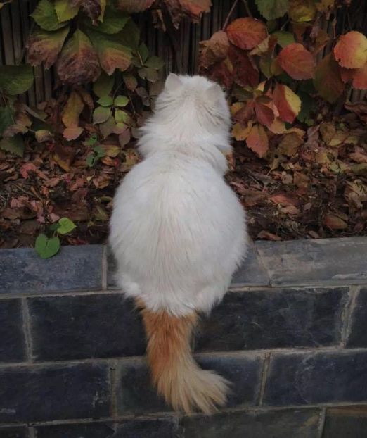 喵星人的江湖完整版,猫的江湖地位