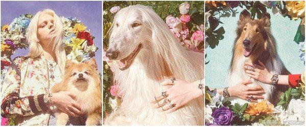 Gucci、LV、小CK狗年汪星人大集合！快把时尚汪们带回家