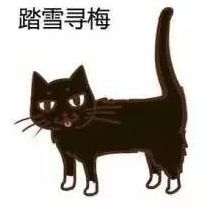 喵星人的江湖完整版,猫的江湖地位