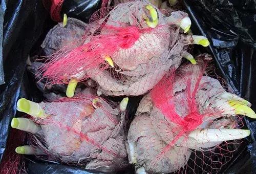 选花技巧和方法,各种花的养花技巧和方法