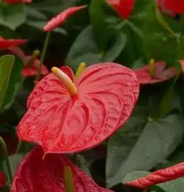 选花技巧和方法,各种花的养花技巧和方法