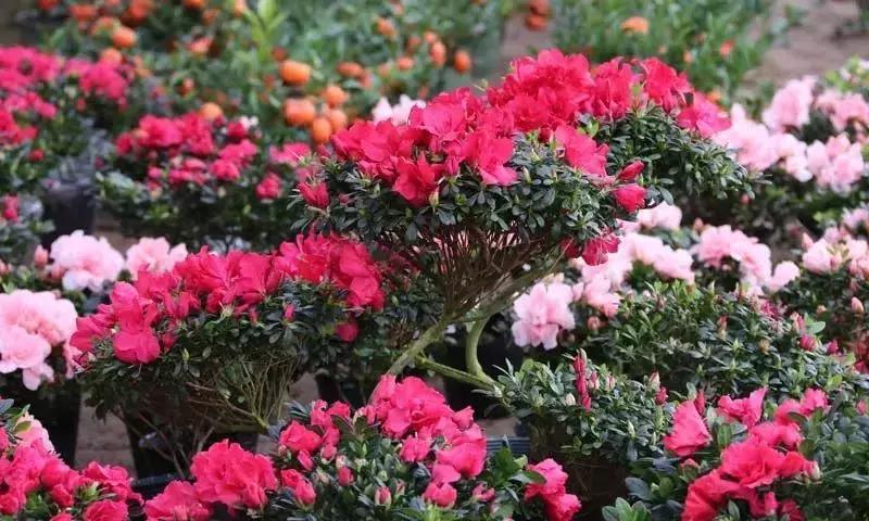 选花技巧和方法,各种花的养花技巧和方法