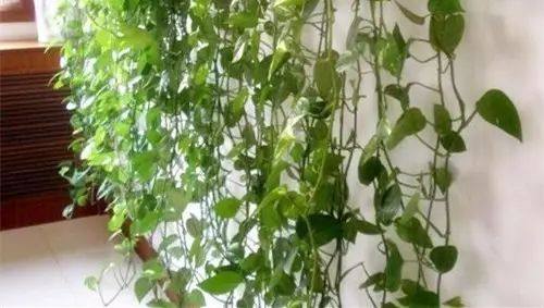 绿萝怎么养才能让绿萝更旺盛,怎样养绿萝才能让绿萝长得更快