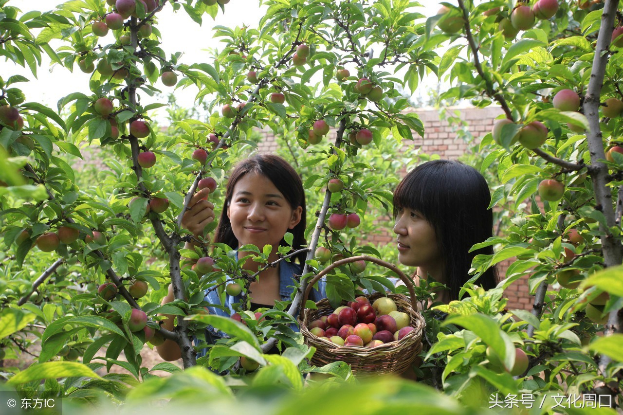 文化周口｜河南周口淮阳县曹河乡