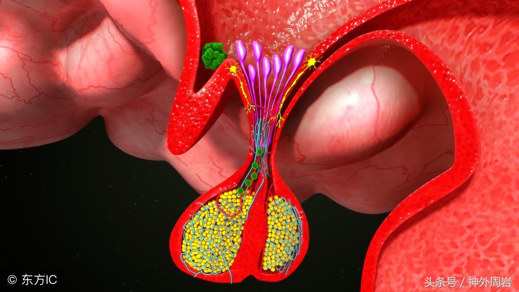 规范服用药物治疗泌乳素型垂体微腺瘤