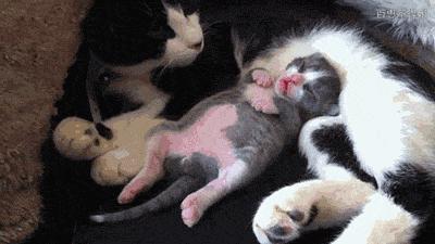 如何做一只合格小公猫,怎么做猫才会让猫喜欢你