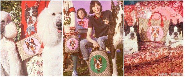 Gucci、LV、小CK狗年汪星人大集合！快把时尚汪们带回家