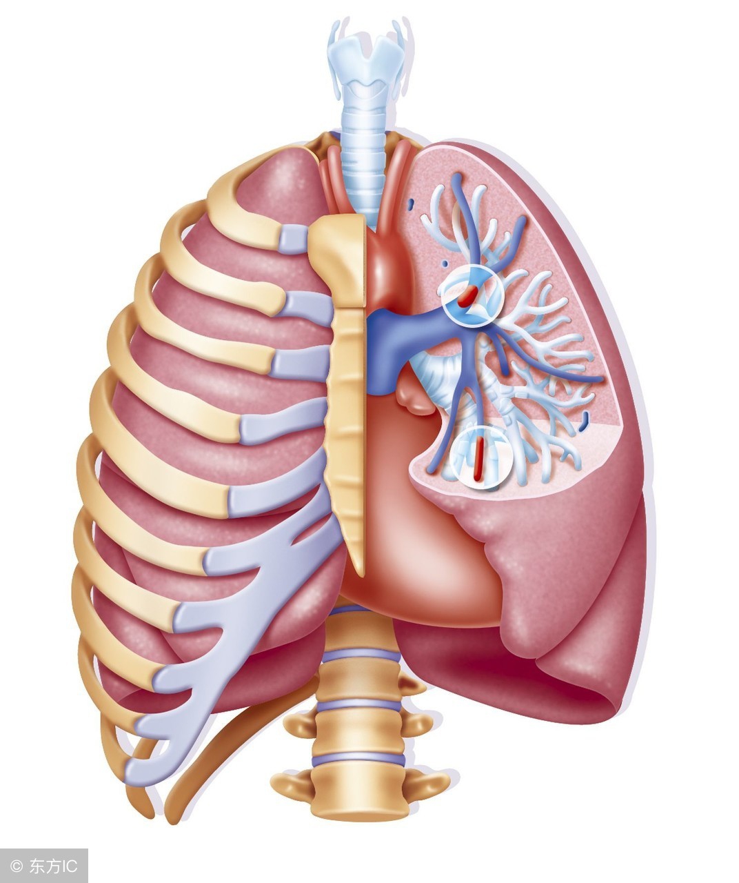 心力衰竭的病人为什么要低盐饮食,心力衰竭的患者饮食关注事项