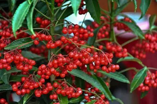 选花技巧和方法,各种花的养花技巧和方法