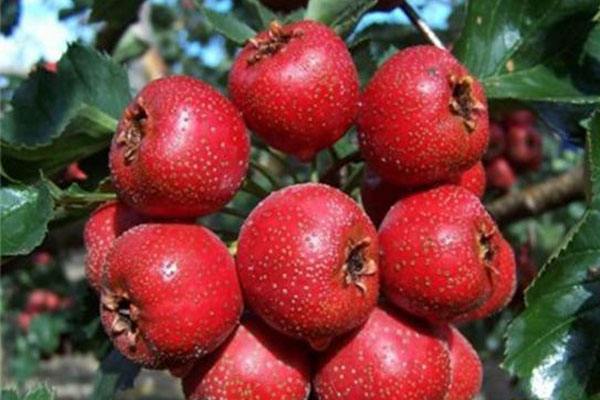 今天孕40周整了宝宝还是没有发动,40周怎么促胎儿发动