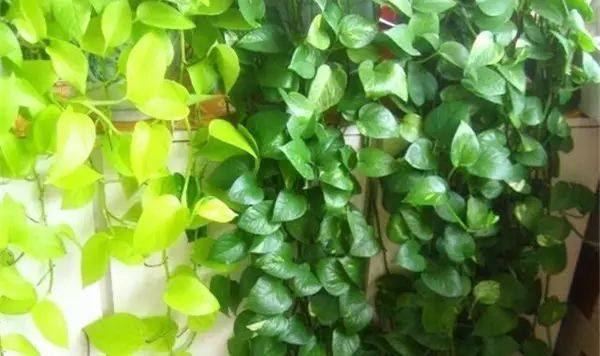 绿萝怎么养才能让绿萝更旺盛,怎样养绿萝才能让绿萝长得更快