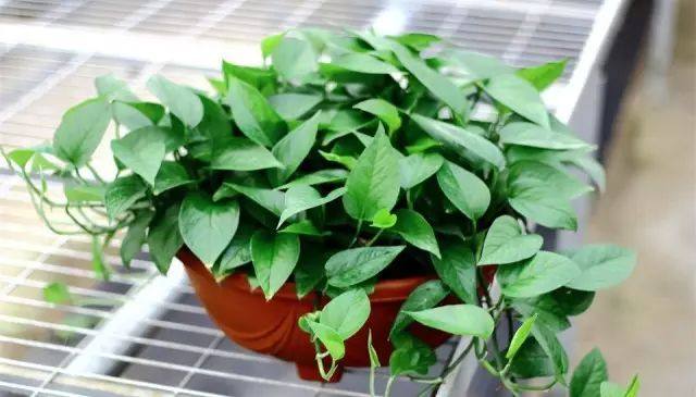 绿萝怎么养才能让绿萝更旺盛,怎样养绿萝才能让绿萝长得更快