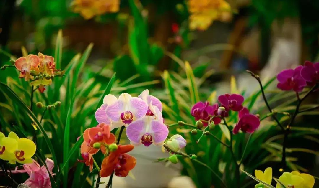 选花技巧和方法,各种花的养花技巧和方法