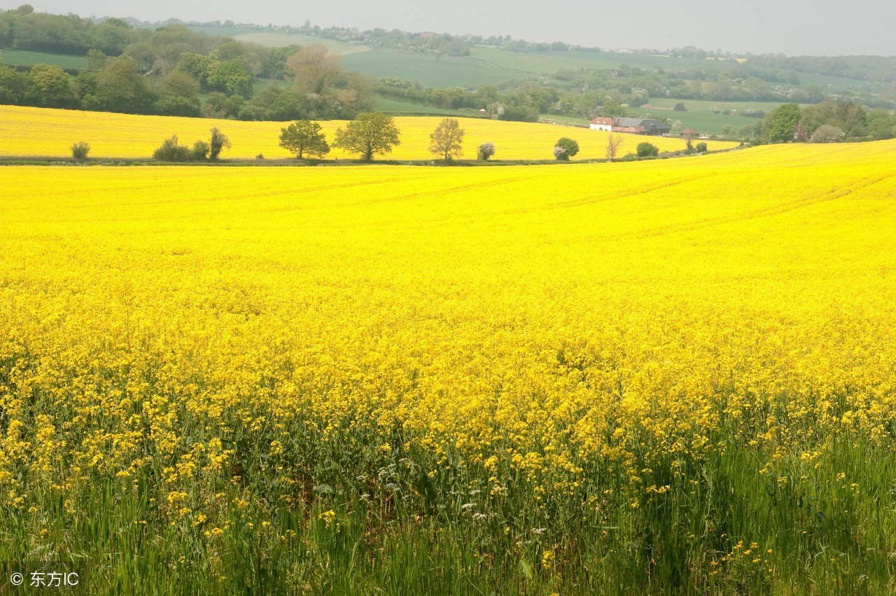 菜籽油低芥酸健康吗,菜籽油低芥酸有害吗