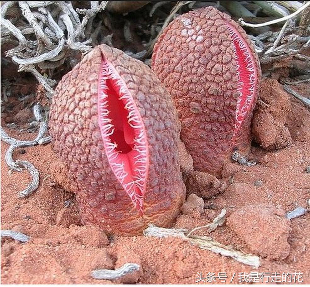 花儿大都香飘万里，但这些花在自然界却是以臭闻名！你认识几种？