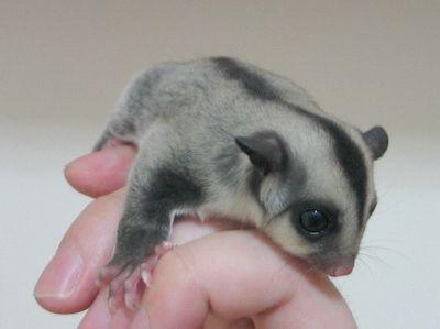 养宠物动不动就犯法养什么好,盘点懒人适合养的几种宠物