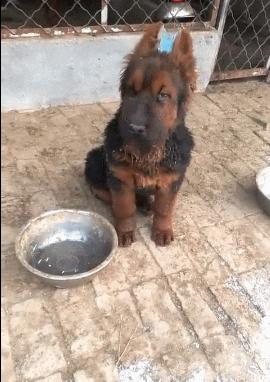 狗狗的第一次耳朵立起来代表什么,狗狗为啥要甩耳朵让耳朵立起来