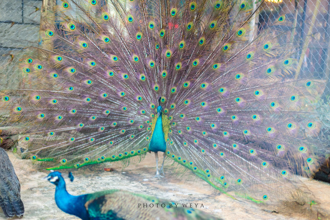 面面旅拍—诉不完千古泪，道不停三亚情，这个冬天我们掌心有太阳