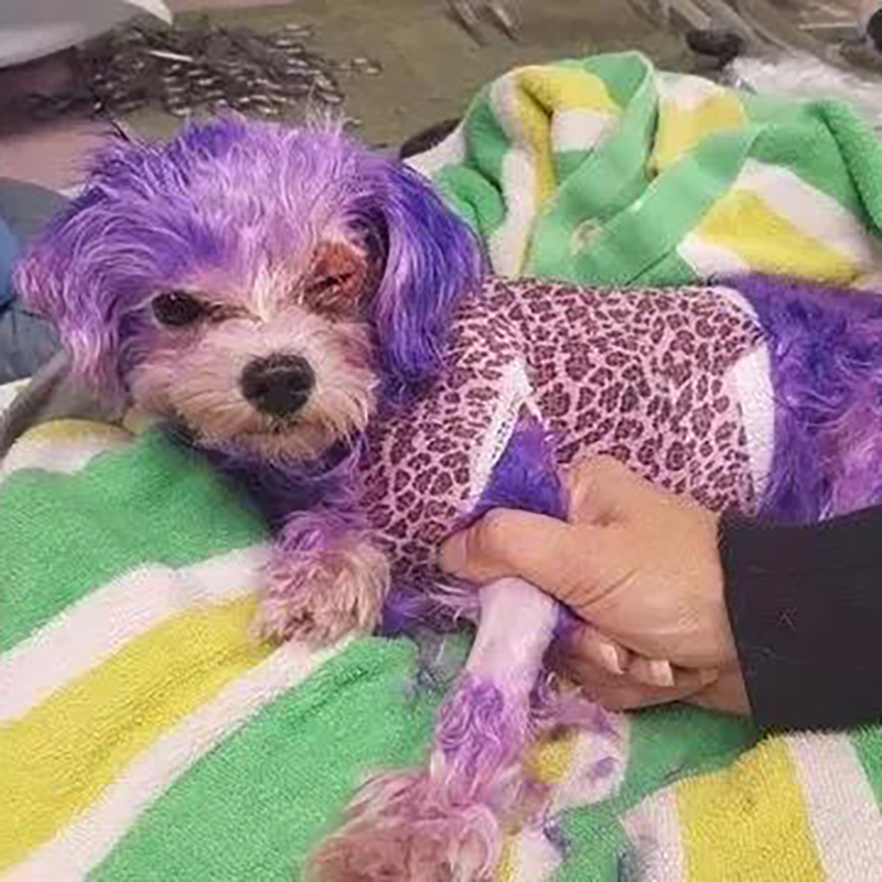 狗狗染色差点导致失明，隐藏在宠物染色剂下的伤害