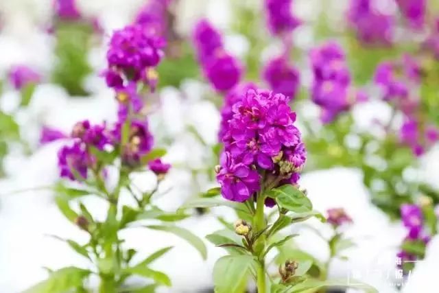 上海17号线朱家角到古镇,上海17号线东方绿舟