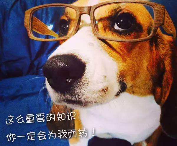 猫咪不吃饭流鼻涕口腔痰多,猫咪口臭不流口水拒绝进食