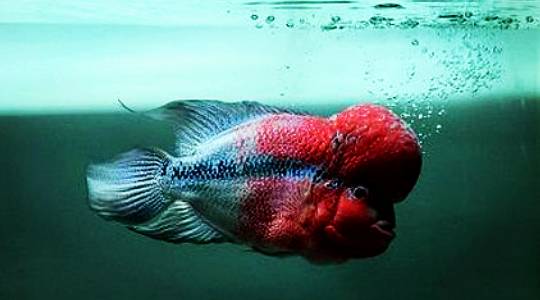 罗汉鱼种鱼挑选,罗汉鱼红马选购视频