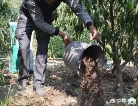 柑橘化肥烧苗补救最快方法,柑橘化肥烧根的补救办法