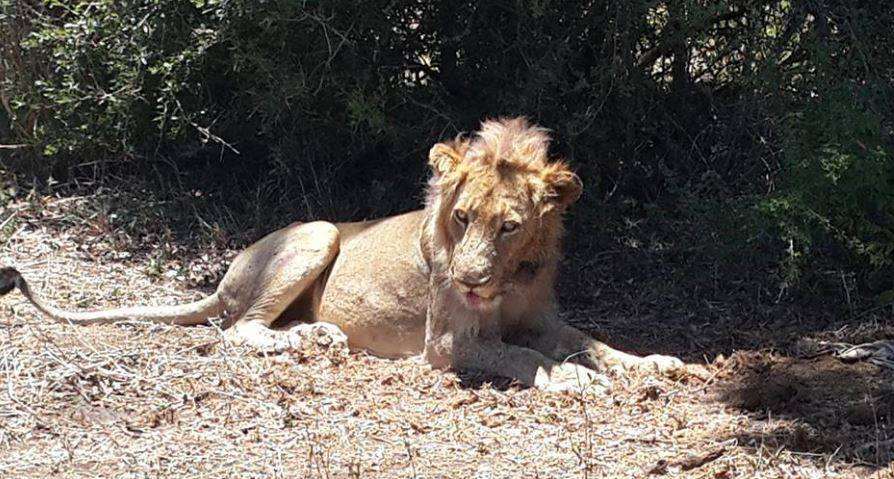 为活下去，重伤的狮子痛苦的趴在路中央求救，颇深的伤痕令人不舍