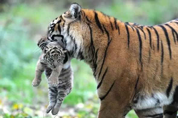 夹猫脖子=点穴？没那么简单！