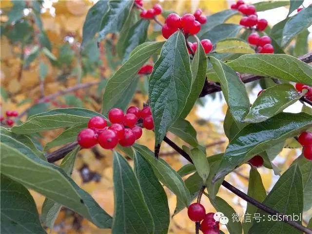 披荆斩棘：不足千元带刺大神Note3实用体验