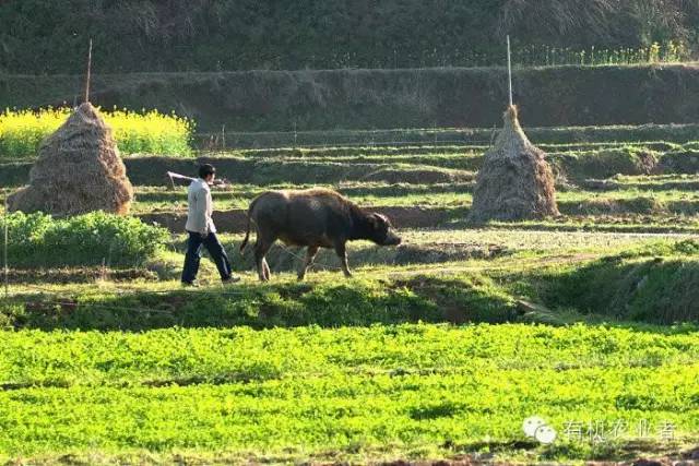 曾经|结伴跑在乡间小路上，跑过了整个童年~~