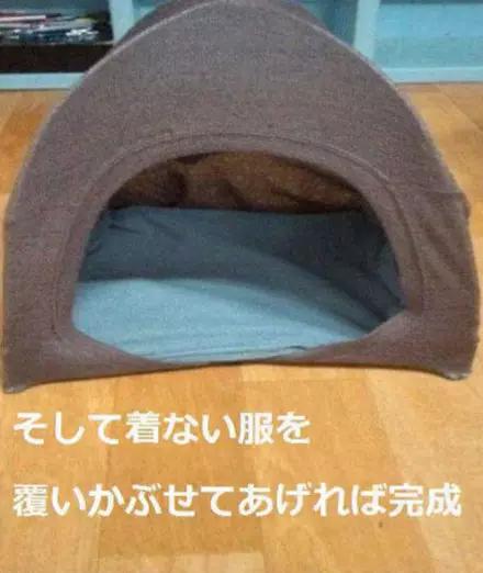 金毛到几个月才颜值巅峰,金毛颜值超高的品种有哪些