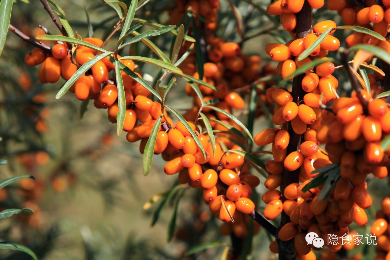 喝沙棘汁和柠檬汁哪个好,最好喝沙棘汁