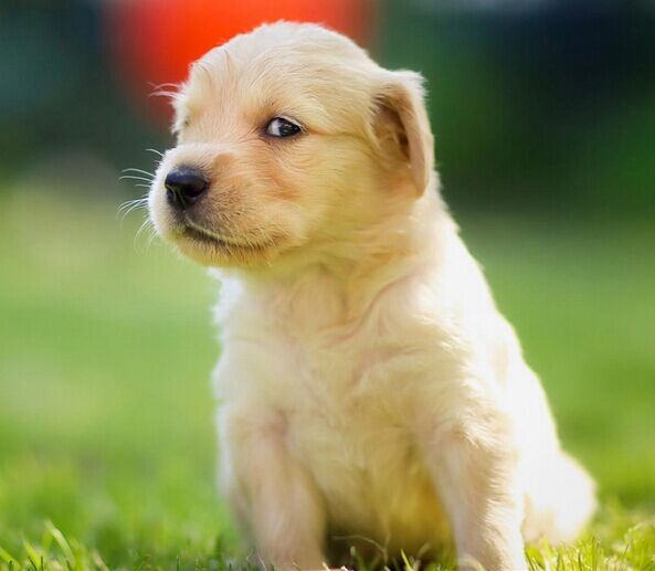 狗狗成长记录1-100天卡点视频,狗狗成长记30天