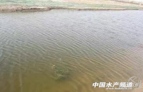 养殖池塘水浑浊怎么处理,如何改善池塘水质老化