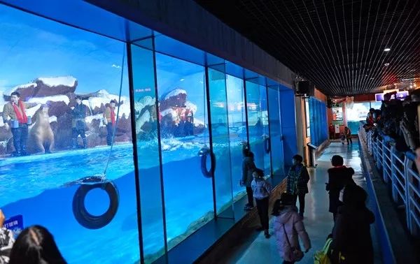 天津极地海洋馆企鹅,南极企鹅在海洋馆的视频